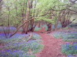Bluebells in Blakes Wood
