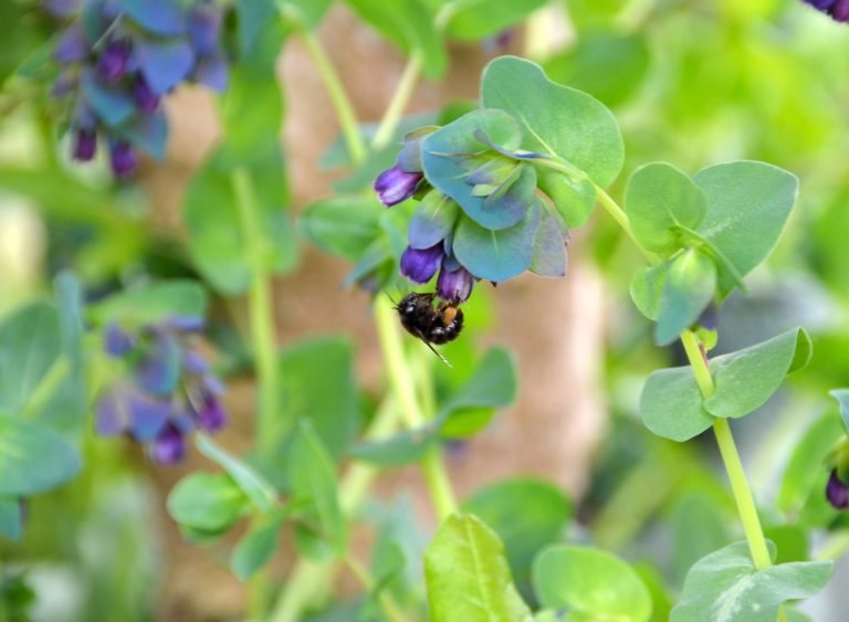 Little Baddow Open Gardens 2019